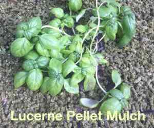 lucerne pellets